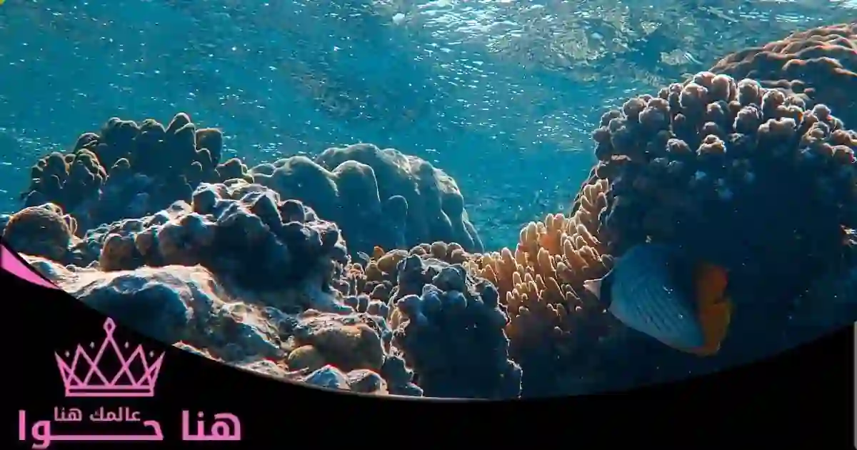 أفضل الأنشطة التي يمكنك القيام بها عند صخرة مارتيني